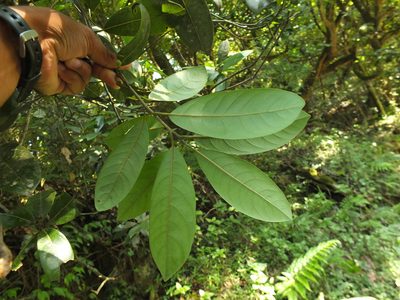 Litsea ligustrina, photographed by Siddarth Machado