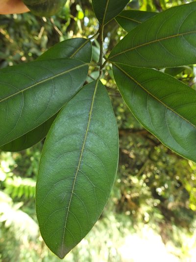 Litsea ligustrina, photographed by Siddarth Machado