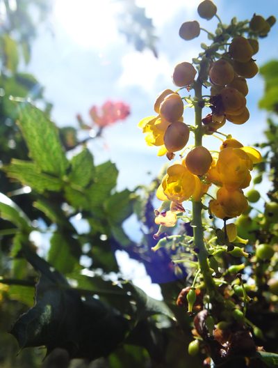 Berberis napaulensis, photographed by Siddarth Machado