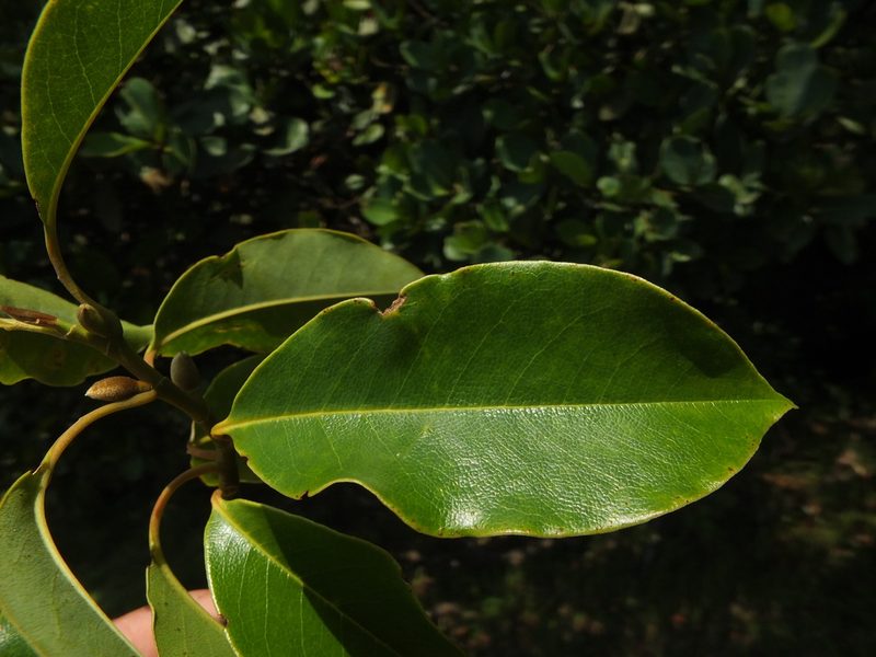 Magnolia nilagirica, photographed by Siddarth Machado