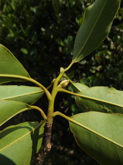 Magnolia nilagirica, photographed by Siddarth Machado