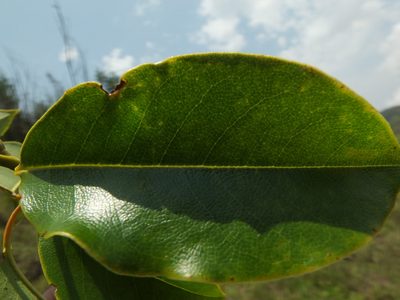 Magnolia nilagirica, photographed by Siddarth Machado