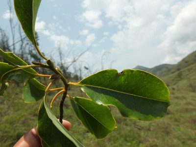 Magnolia nilagirica, photographed by Siddarth Machado