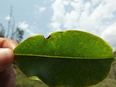 Magnolia nilagirica, photographed by Siddarth Machado