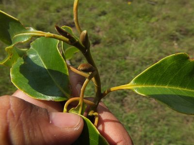 Magnolia nilagirica, photographed by Siddarth Machado