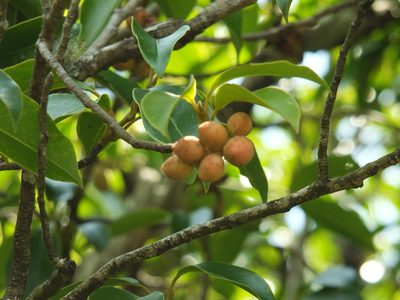 Magnolia nilagirica, photographed by Siddarth Machado