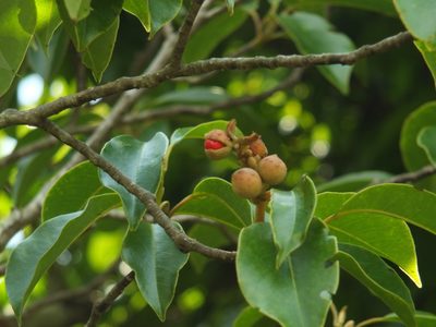Magnolia nilagirica, photographed by Siddarth Machado
