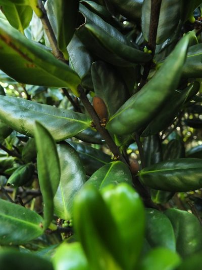 Microtropis ramiflora, photographed by Siddarth Machado