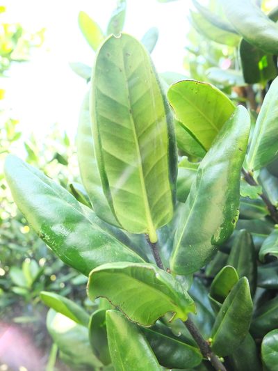 Microtropis ramiflora, photographed by Siddarth Machado