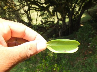 Microtropis ramiflora, photographed by Siddarth Machado