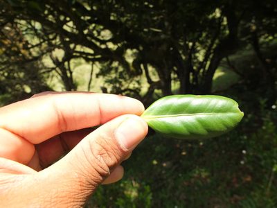 Microtropis ramiflora, photographed by Siddarth Machado