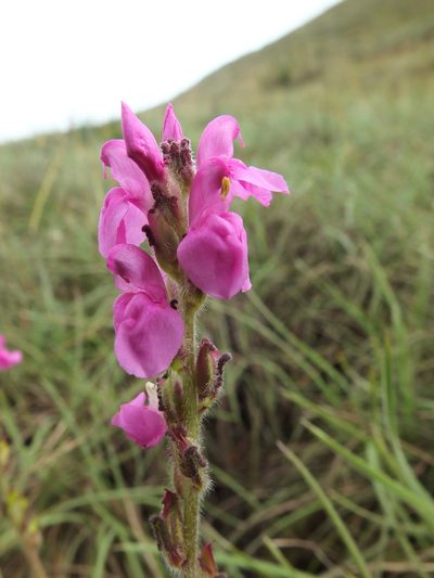 Pedicularis zeylanica, photographed by Siddarth Machado