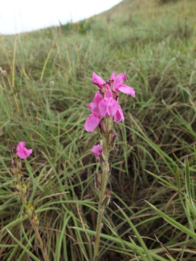 Pedicularis zeylanica, photographed by Siddarth Machado