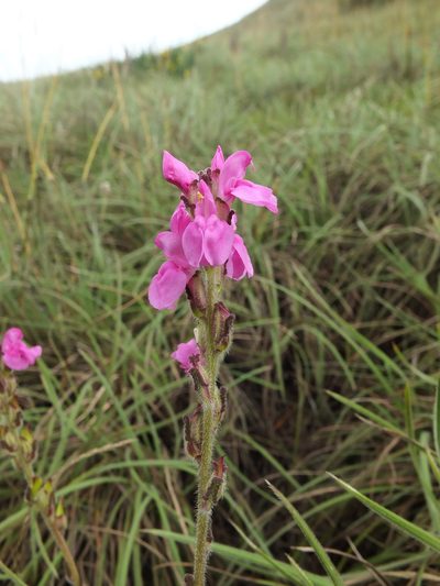 Pedicularis zeylanica, photographed by Siddarth Machado
