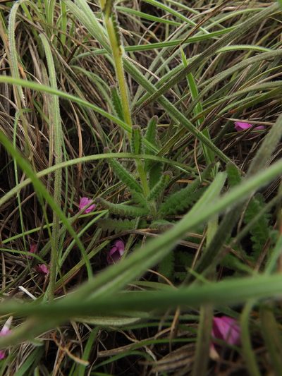 Pedicularis zeylanica, photographed by Siddarth Machado