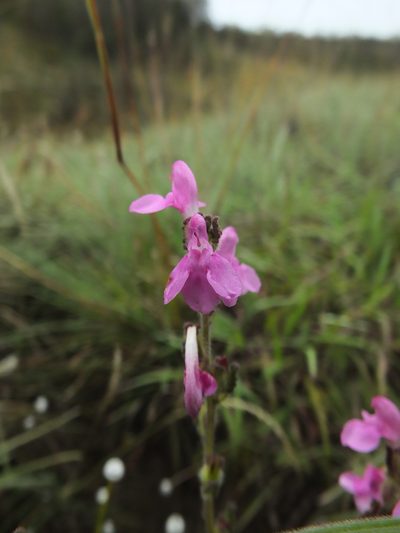 Pedicularis zeylanica, photographed by Siddarth Machado