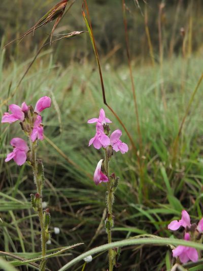 Pedicularis zeylanica, photographed by Siddarth Machado