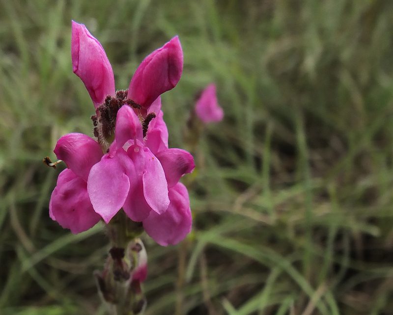Pedicularis zeylanica, photographed by Siddarth Machado
