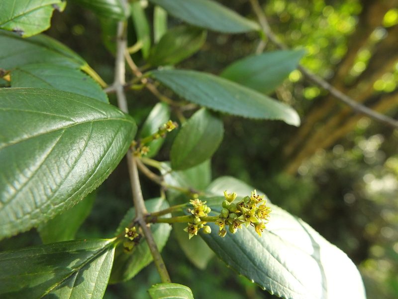Rhamnus wightii, photographed by Siddarth Machado