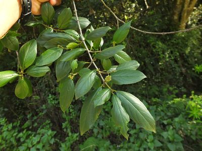 Rhamnus wightii, photographed by Siddarth Machado