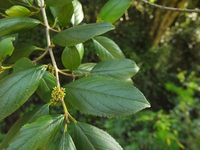 Rhamnus wightii, photographed by Siddarth Machado