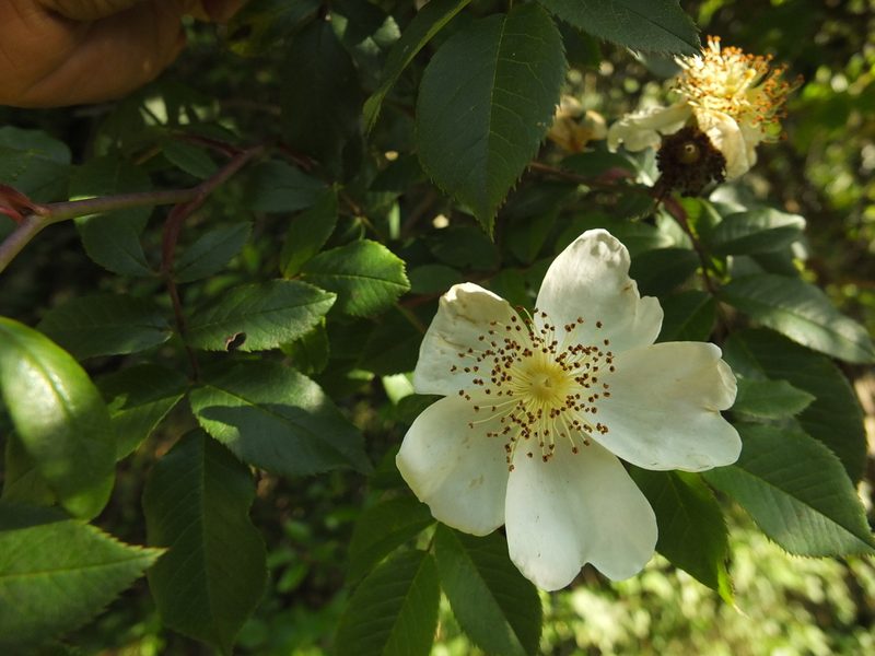 Rosa leschenaultiana, photographed by Siddarth Machado