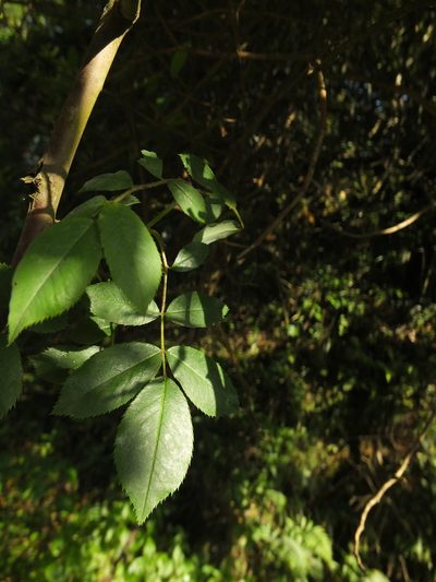 Rosa leschenaultiana, photographed by Siddarth Machado