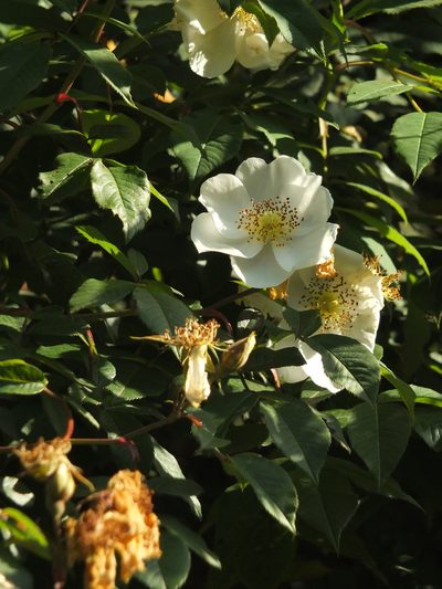 Rosa leschenaultiana, photographed by Siddarth Machado