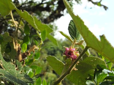 Rubus fairholmianus, photographed by Siddarth Machado