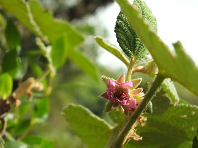 Rubus fairholmianus, photographed by Siddarth Machado