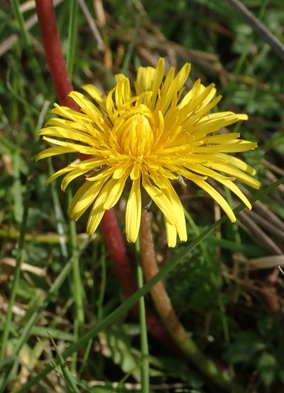 Taraxacum pseudohamatum, photographed by Peter de Lange