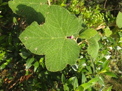 Rubus fairholmianus, photographed by Siddarth Machado