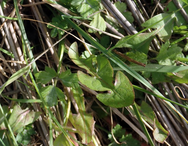 Taraxacum pseudohamatum, photographed by Peter de Lange