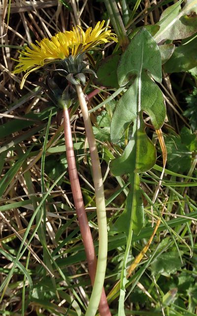 Taraxacum pseudohamatum, photographed by Peter de Lange