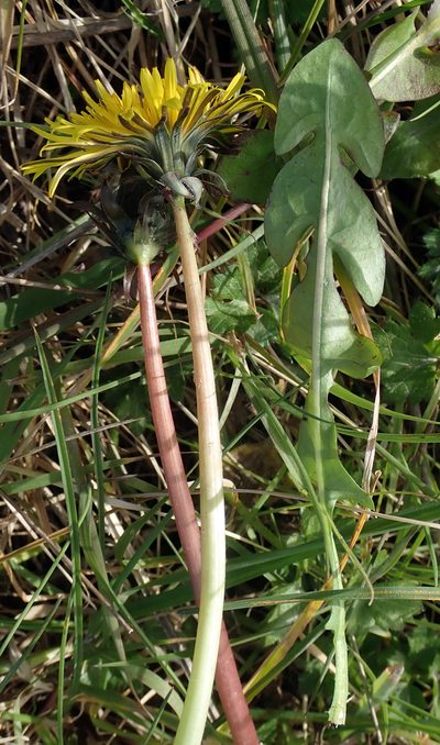 Taraxacum pseudohamatum, photographed by Peter de Lange