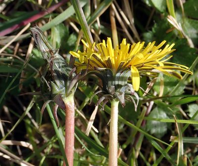 Taraxacum pseudohamatum, photographed by Peter de Lange