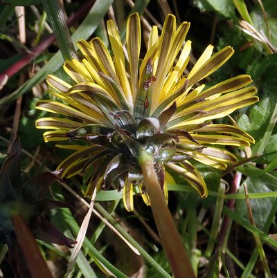 Taraxacum pseudohamatum, photographed by Peter de Lange