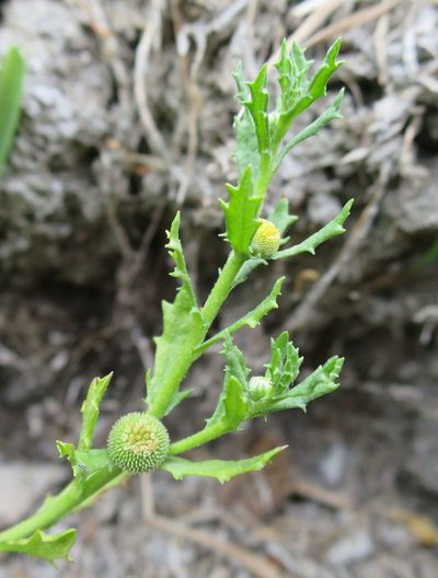 Centipeda aotearoana, photographed by Alice Shanks