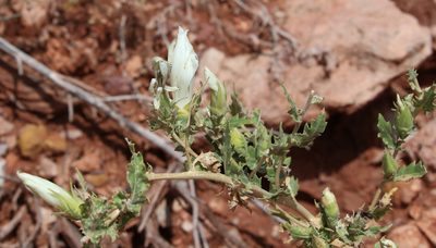 Mentzelia decapetala, photographed by Lauren McLaurin