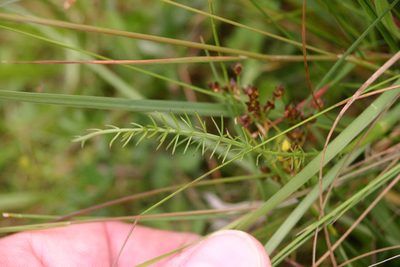 Trocdaris verticillata, photographed by Richard Fuller