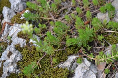 Petrosedum ochroleucum, photographed by Letizia Weichgrebe