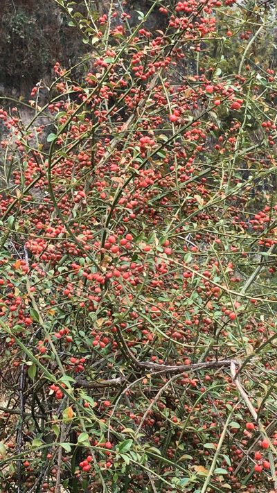 Citharexylum herrerae, photographed by Jake Armstrong