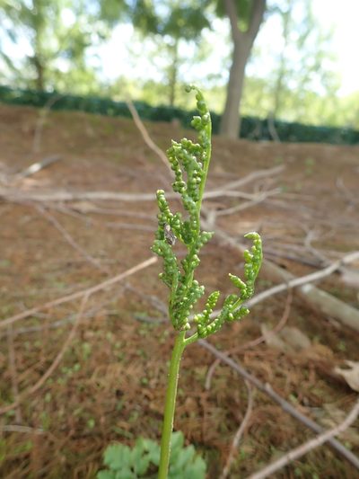 Sceptridium ternatum, photographed by Yoshihiro Tokue