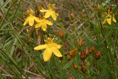 Hypericum linariifolium, photographed by Richard Fuller