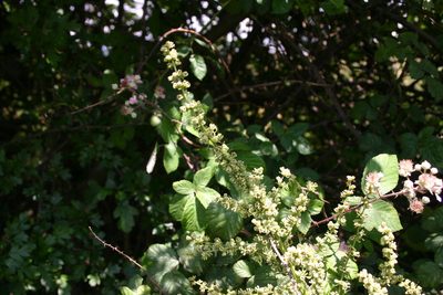 Beta trigyna, photographed by Richard Fuller