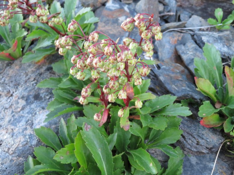 Artemisia pedunculosa, photographed by Marco Mussita