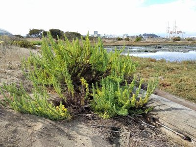 Suaeda californica, photographed by Ken-ichi Ueda