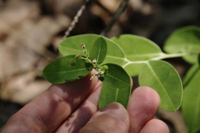 Euphorbia pubentissima, photographed by Eric Knight