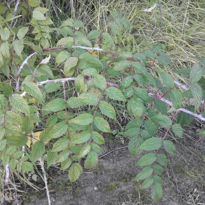 Rubus cockburnianus, photographed by duffyr
