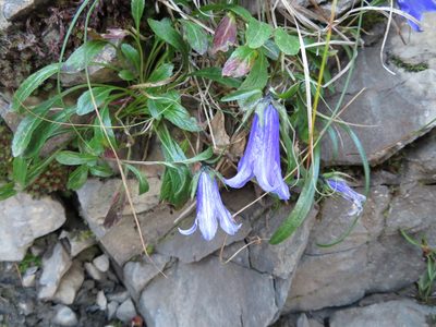 Campanula dasyantha, photographed by Marco Mussita